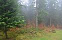 Schwarzwald 2013 - 036